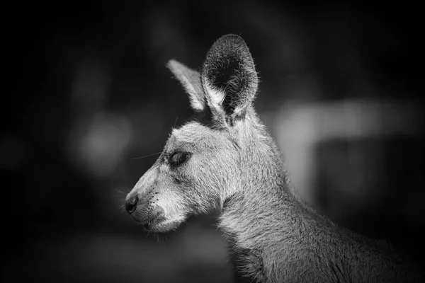 Canguru no parque na Austrália — Fotografia de Stock