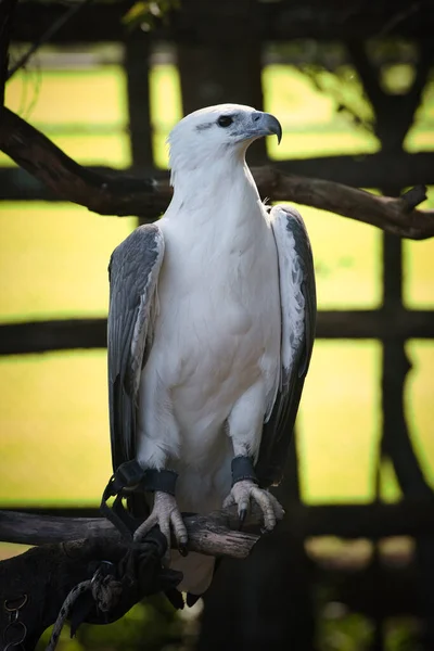 Yalnız Çam Koala Parkı 'nda Falcon gösterisi