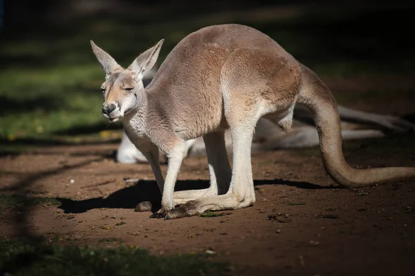 Känguru im Park in Australien — Stockfoto