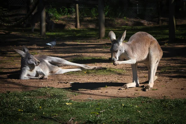 Kangoeroe in het park in Australië — Stockfoto