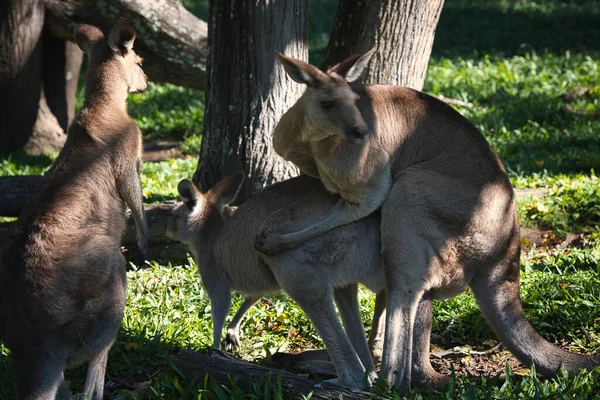 Känguru im Park in Australien — Stockfoto