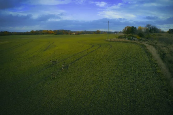 Estocolmo Ekero - Vista aérea de um campo de outono 20-09-01 — Fotografia de Stock