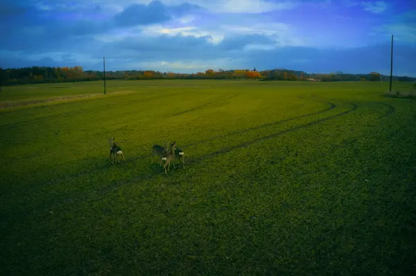 Stockholm Ekero - Aerial view of a autumn field 20-09-01 — Stock Photo, Image