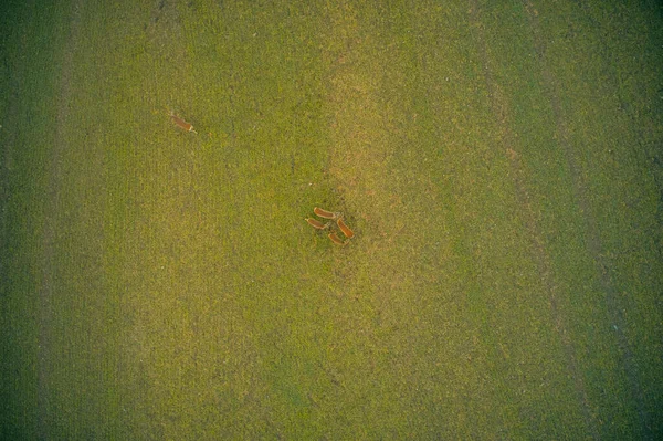 Estocolmo Ekero - Vista aérea de un campo de otoño 20-09-01 —  Fotos de Stock