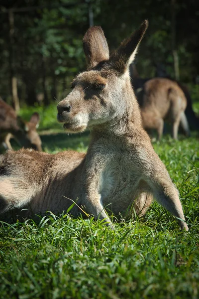 Canguru no parque na Austrália — Fotografia de Stock