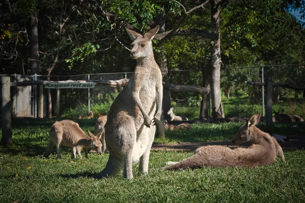 Kangoeroe in het park in Australië — Stockfoto