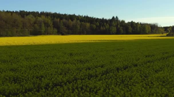 Stockholm Ekero - Aerial view of a autumn field 20-09-01 — Stock Video