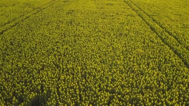 Estocolmo Ekero - Vista aérea de un campo de otoño 20-09-01 — Vídeos de Stock