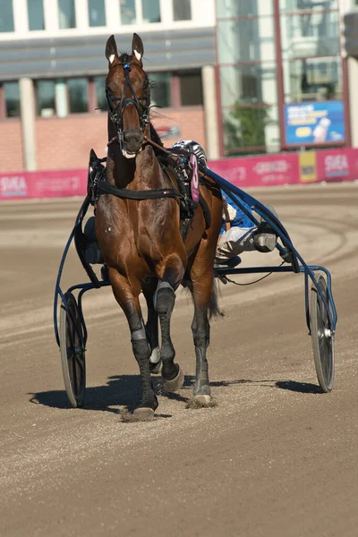 210530 - İsveç 'teki Solvalla pistinde Elitloppet koşu etkinliği.