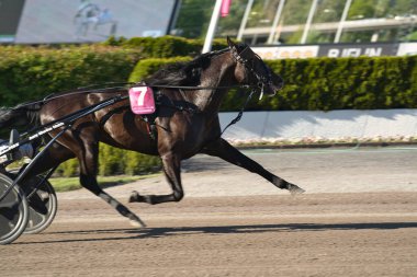 210530 - İsveç 'teki Solvalla pistinde Elitloppet koşu etkinliği.