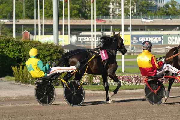 210530 - Evento de trote de Elitloppet na pista Solvalla em Estocolmo Suécia. Fotos De Bancos De Imagens Sem Royalties