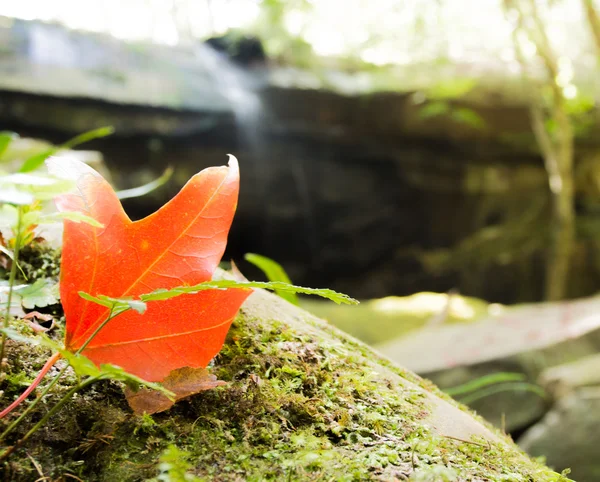 Akçaağaç yaprağı Phukradueng Tayland için