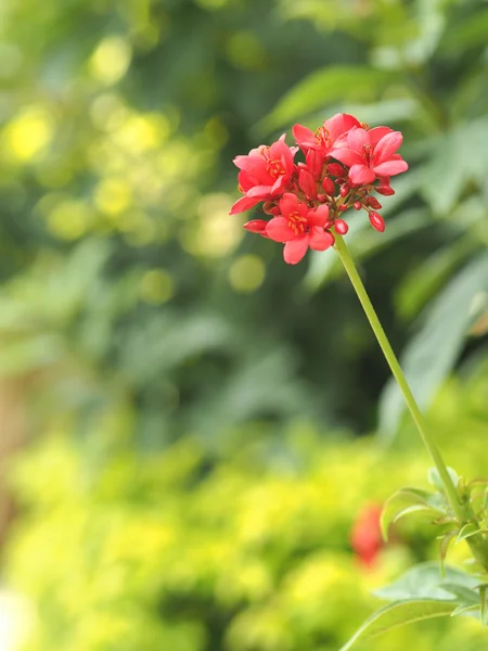 Kırmızı çiçekler ve Boken