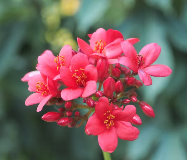 Kırmızı çiçekler ve Boken