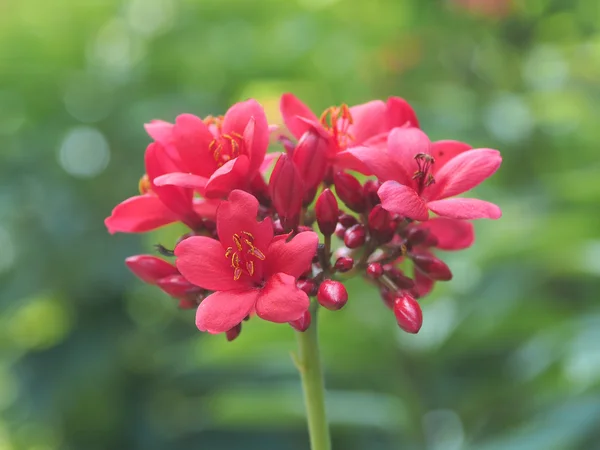 Kırmızı çiçekler ve Boken
