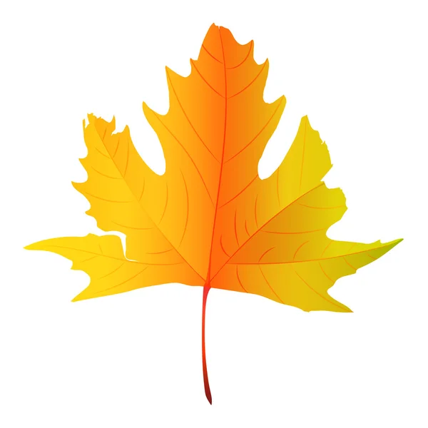Realistic red maple leaf isolated on white background — Stock Vector ...