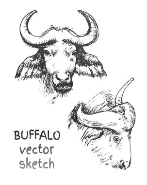 Vahşi buffalos taslağını