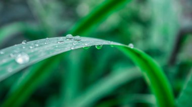 Su yeşil bir çiçek yaprağına düşer. Sabah çiği