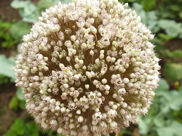 Flower of union — Stock Photo, Image
