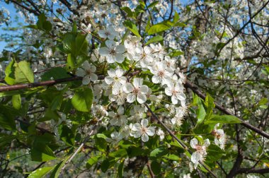 doğal şartlarda kiraz ağacı çiçekleri