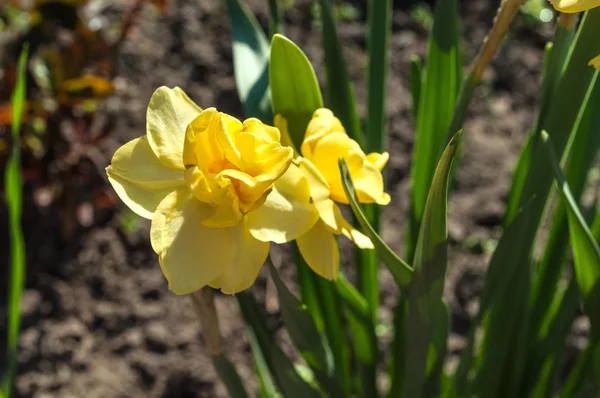 Narcissus growing in natural conditions — Stock Photo, Image