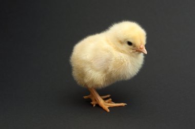 sevimli sarı civciv