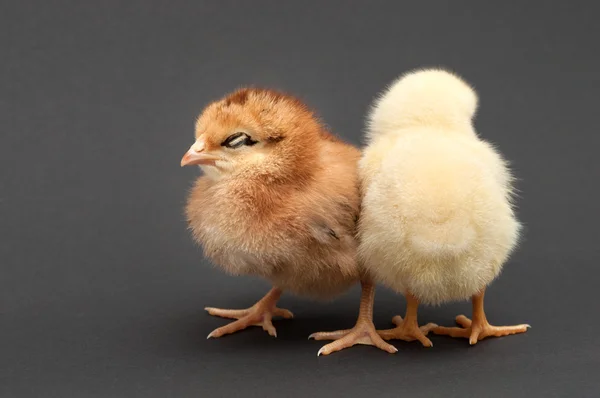 Dos pollitos duermen, inclinándose el uno hacia el otro . — Foto de Stock