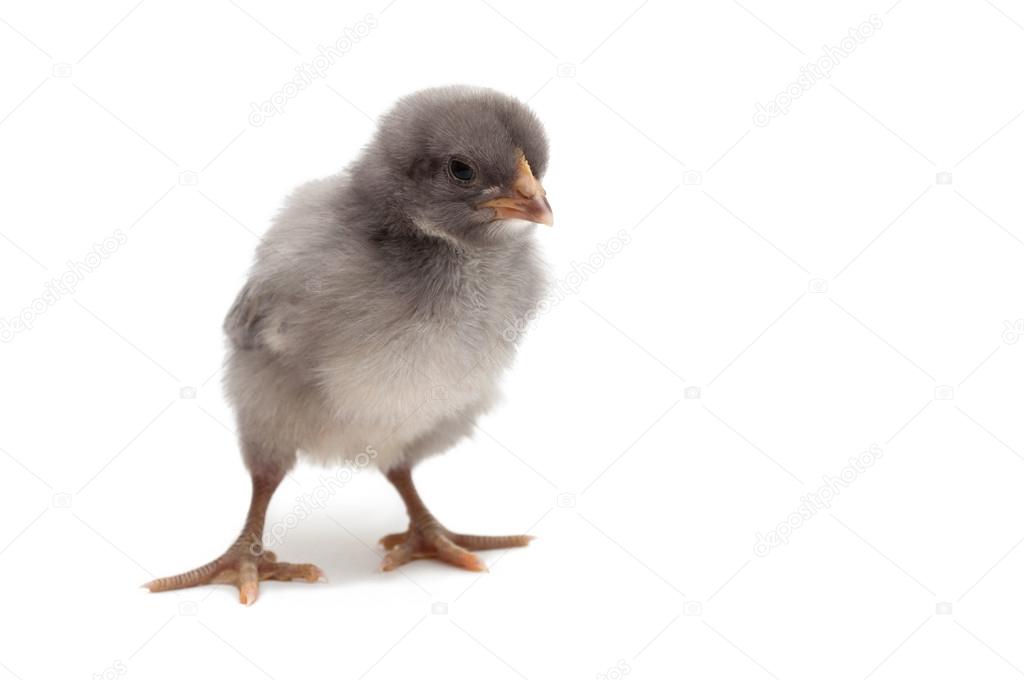 gray chick. isolated on white background