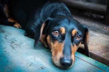 Dachshund Köpek yalan