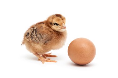 chick and egg clipart