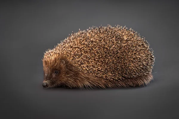 Kleine lustige Schöne Igel stehend auf Holzboden — Stockfoto © Ryhor