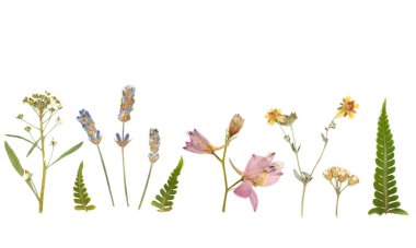 Kurumuş çiçek kompozisyonu. Herbaryum. beyaz arkaplanda izole