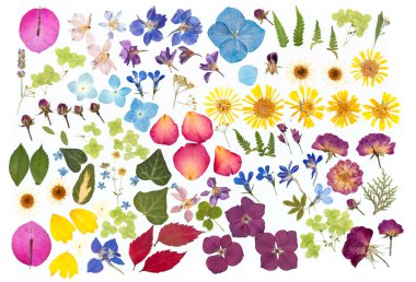 Kuru bitkiler, beyaz izole edilmiş bitki örtüsü. Yapraklar, çiçekler, yapraklar, cilt bakımı.