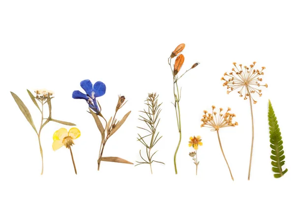 Zusammensetzung Der Getrockneten Blumen Herbarium Isoliert Auf Weißem Hintergrund Stockbild