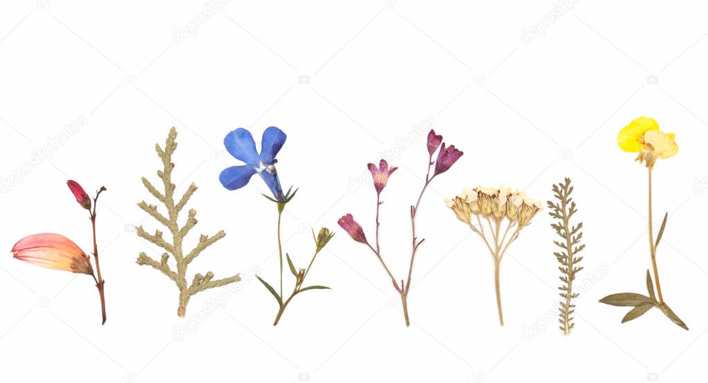 dried flowers composition. herbarium. isolated on white background
