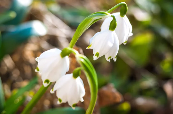 Snowdrops growing in natural conditions — Stock Photo, Image