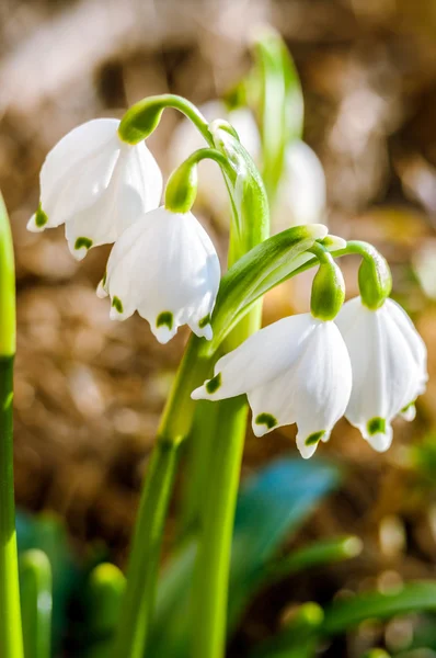 Snowdrops growing in natural conditions — Stock Photo, Image