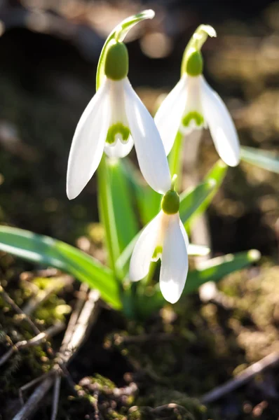 Snowdrops growing in natural conditions — Stock Photo, Image