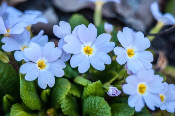 Primula vulgaris blue growing in natural conditions — Stock Photo, Image