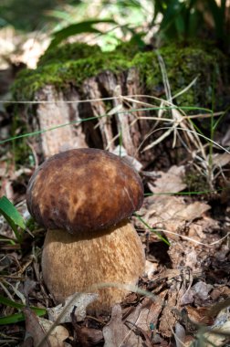 Doğal koşullarda büyüyen boletus mantarı.