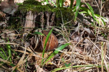 Doğal koşullarda büyüyen boletus mantarı.