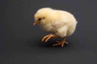 Tatlı sarı piliç gider.