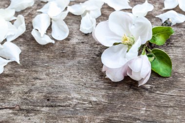 elma ağacı çiçek ahşap üzerine