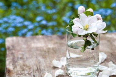 elma ağacı çiçek cam