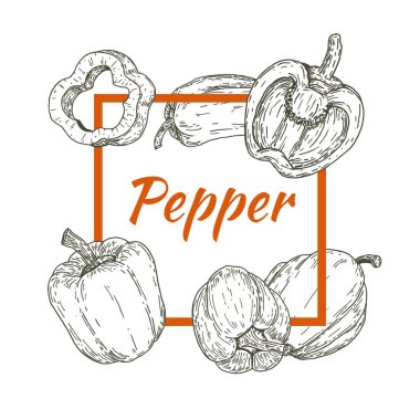 Paprika biberli retro el çizimi, eskizler, oymalı stil. Pankart, kapak, etiket, paket, promosyon için tasarım unsurları. Beyaz arka planda izole edilmiş. Modern vektör illüstrasyonu.