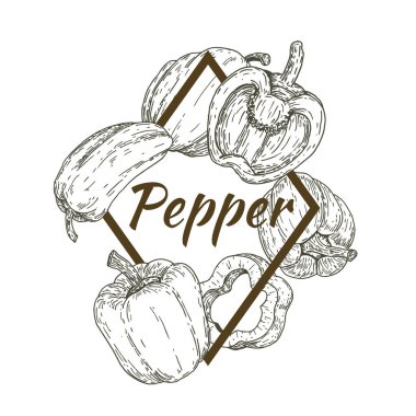 Paprika biberli retro el çizimi, eskizler, oymalı stil. Pankart, kapak, etiket, paket, promosyon için tasarım unsurları. Beyaz arka planda izole edilmiş. Modern vektör illüstrasyonu.