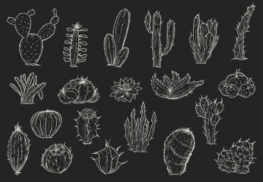 Eskiz klasik tarzında farklı kaktüsler çizilmiş. Vektör illüstrasyonu.