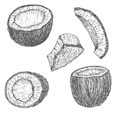 Vektör el çizimi elementler hindistan cevizi. Doğal tropikal yiyecekler, kabartmalı klasik çizimler. Beyaz arkaplanda izole.