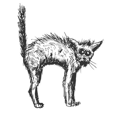 Yaşlı siyah kedi, klasik tarzda çizilmiş. Beyaz arkaplanda izole edilmiş vektör çizimi.