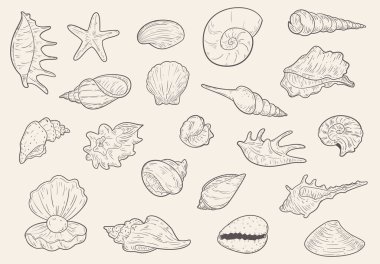 Eskiz tarzında farklı deniz kabukları çizilmiş. Deniz vektör illüstrasyonu.